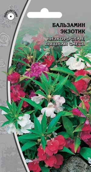 Бальзамин Экзотик Бальзамин Экзотик