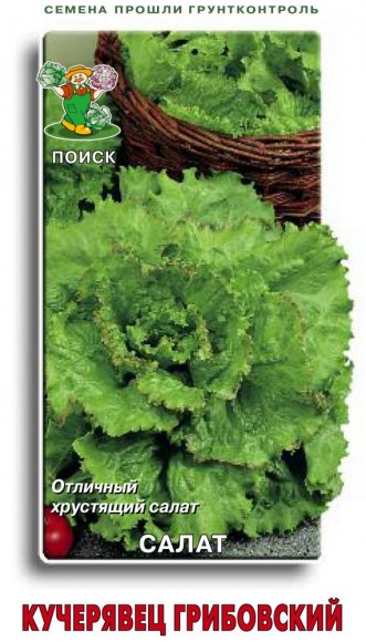 Салат полукочанный Кучерявец Грибовский Салат полукочанный Кучерявец Грибовский