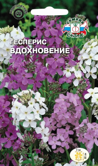 Гесперис Вдохновение, смесь цветов 