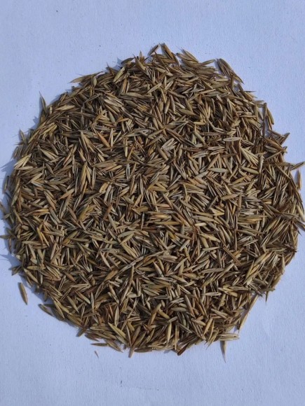 Овсяница красная красная Максима 1 (3,5 кг) 