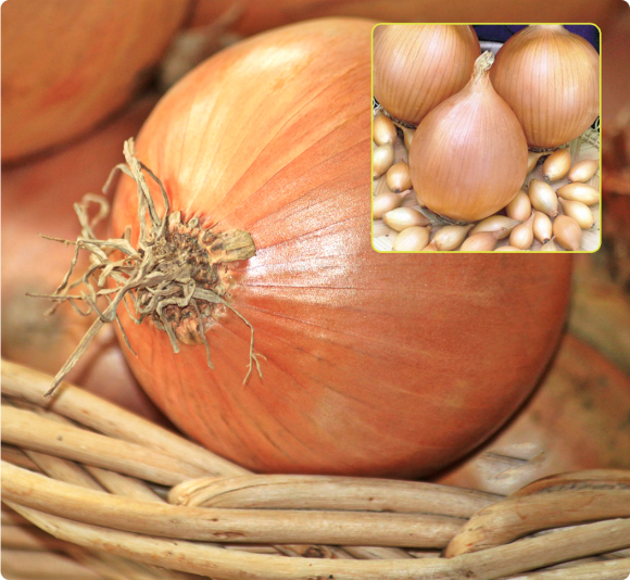 Лук-севок Стурон (25 кг) Лук-севок Стурон (25 кг)