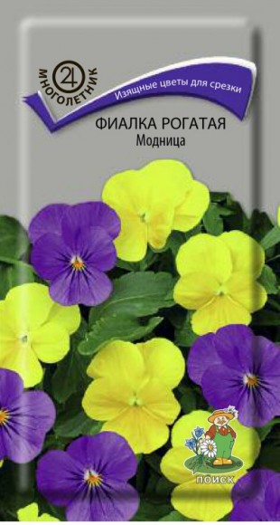 Фиалка рогатая модница 