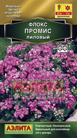 Флокс махровый Промис лиловый 