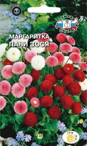 Маргаритка помпонная Пани Зося