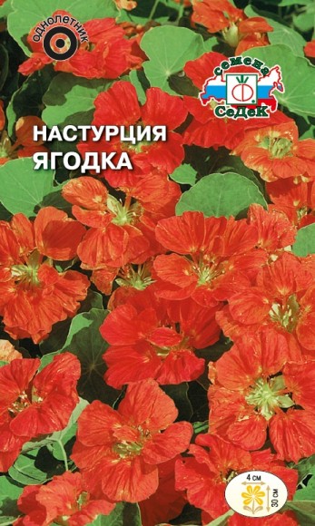 Настурция низкорослая Ягодка