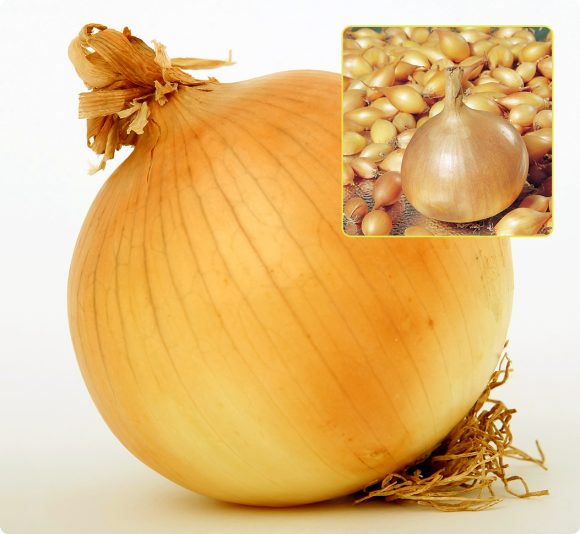 Лук-севок Золотистый Семко F1 (1 кг) Лук-севок Золотистый Семко F1 (1 кг)