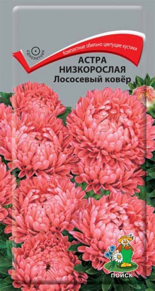 Астра низкорослая Лососевый ковёр