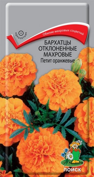 Бархатцы отклоненные махровые Петит оранжевые 