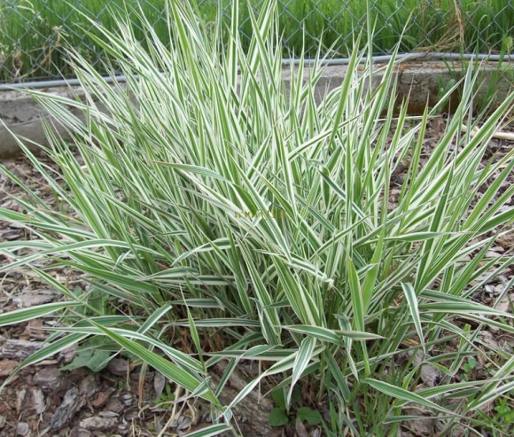 Канареечник (Двукисточник) тростниковый 1 кг Канареечник (Двукисточник) тростниковый 1 кг