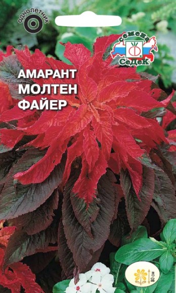 Амарант Молтен файер двухцветный