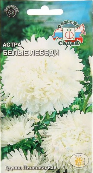 Астра пионовидная Белые лебеди, белая 