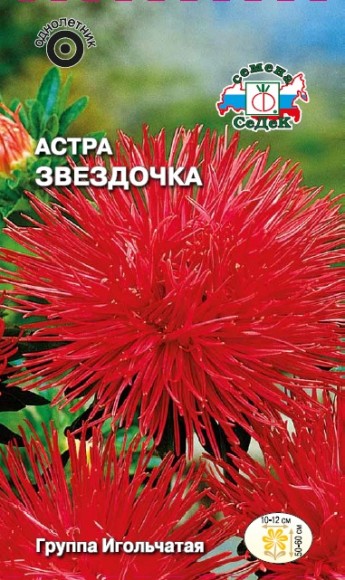 Астра игольчатая Звёздочка, красная