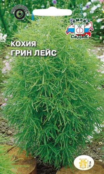 Кохия Грин лейс (Седек)