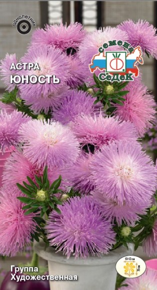 Астра художественная Юность, светло-розовая 
